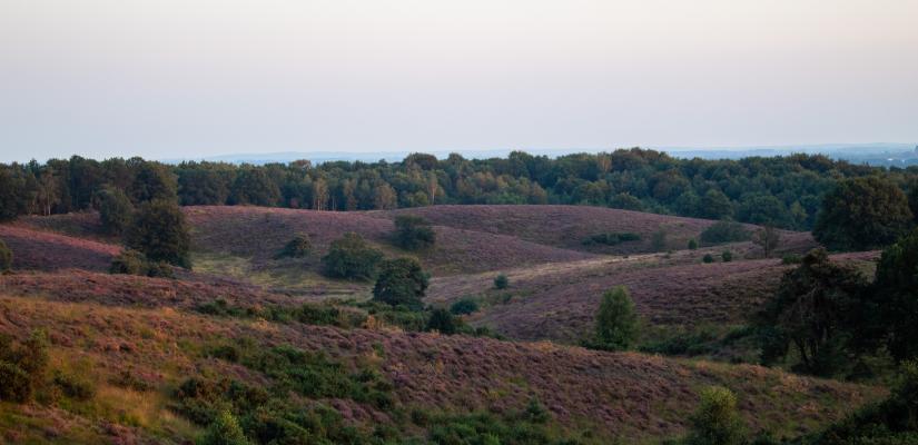 fietsroutes bloeiende heide